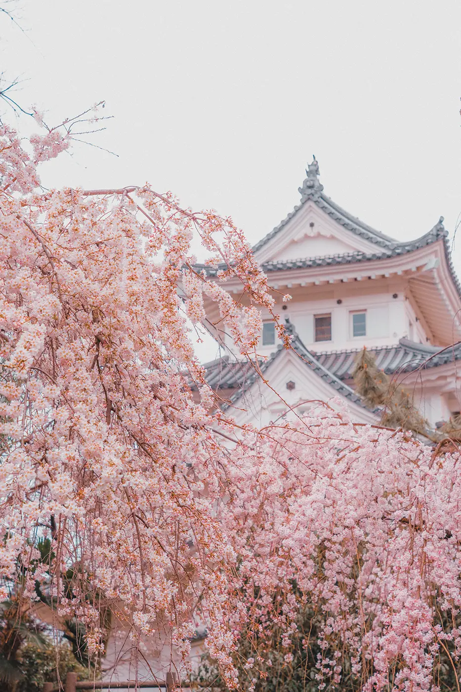 After applying the Sakura Soft preset