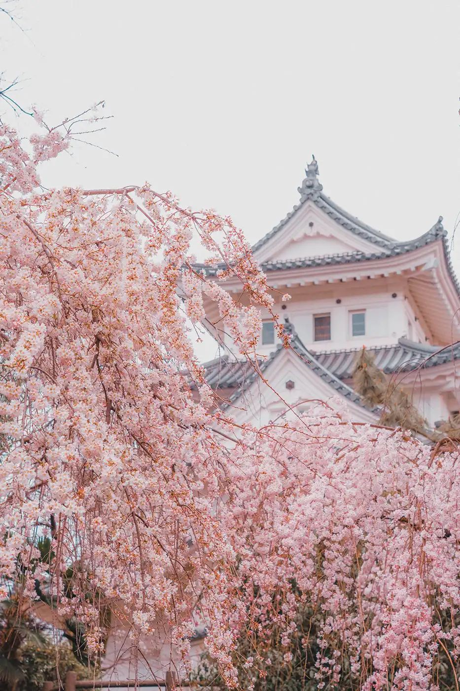Après application du preset Sakura Soft