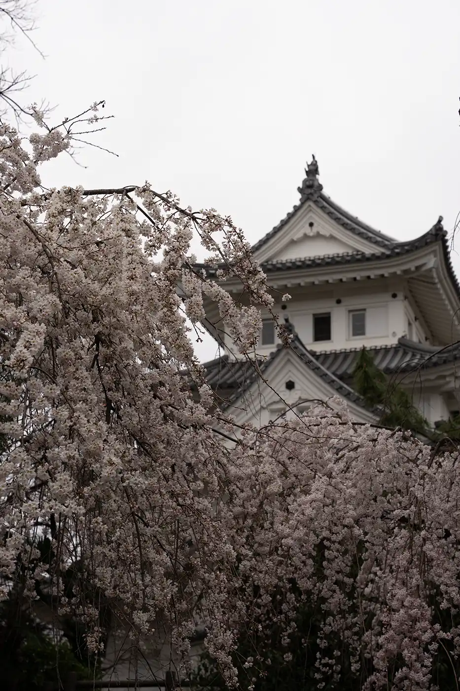 Avant application du preset Sakura Soft